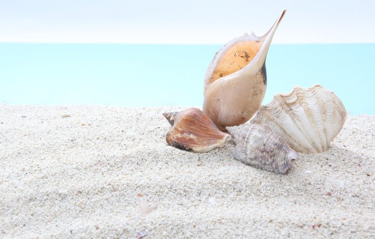 Ракушки белого моря