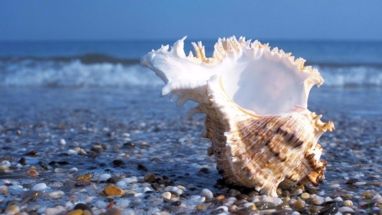 Морская Ракушка nexaplex truscahtha