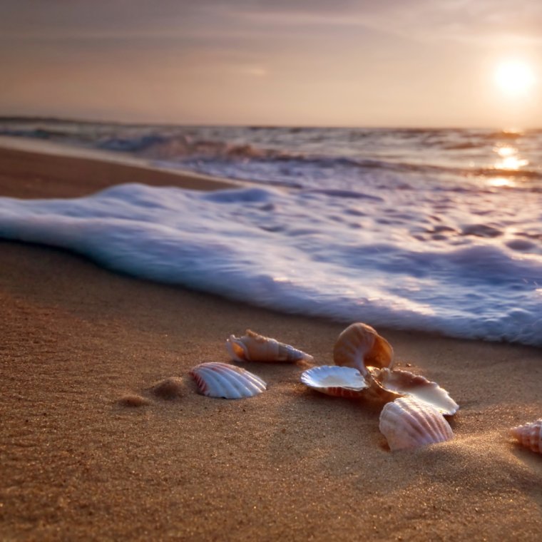 Ракушки на берегу
