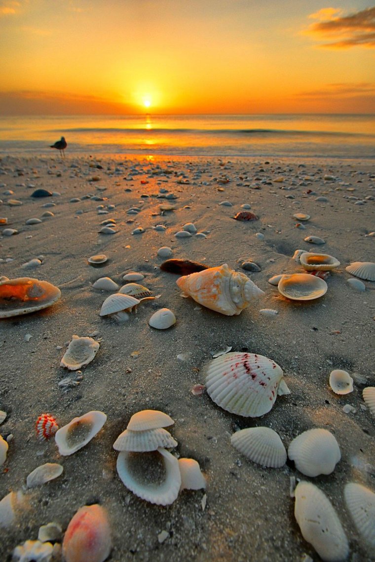 Ракушки на берегу
