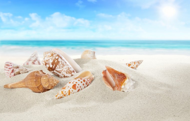 Пляж с ракушкой