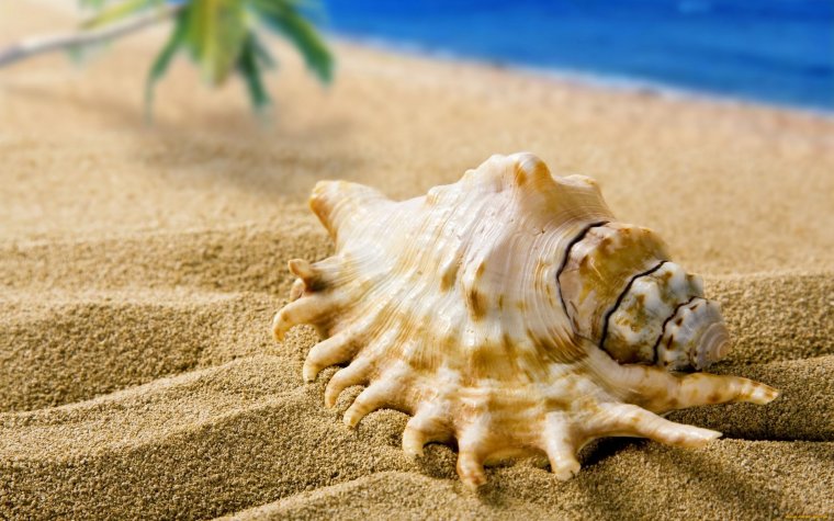 Ракушки на песке