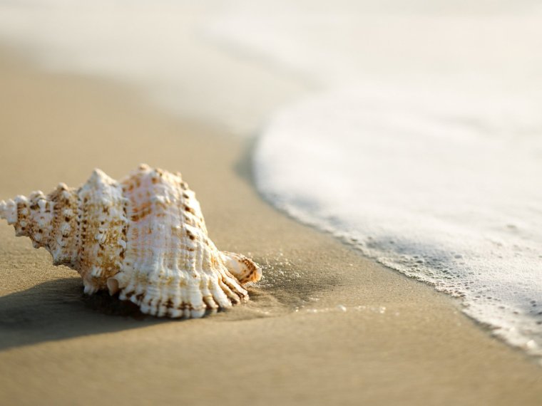 Берег с ракушками