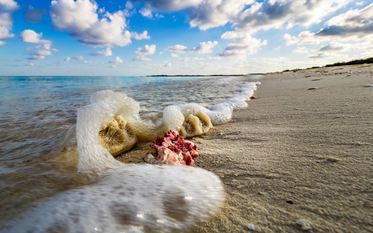 Волны море ракушки