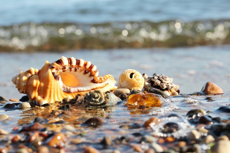 Морской берег с ракушками