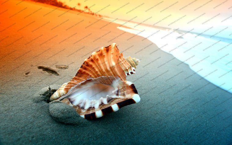 Раковина морская на закате
