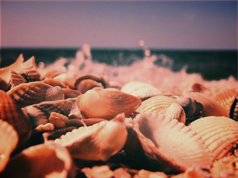 Море ракушки на рабочий стол