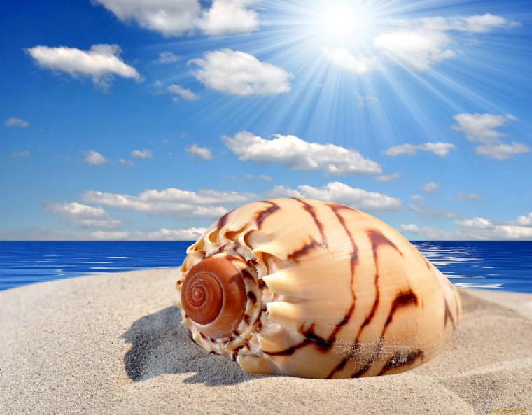 Ракушка большая с океана