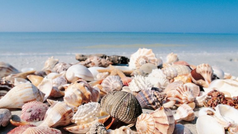 Море ракушки