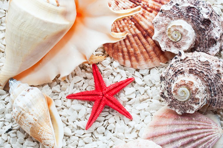 Морские звезды и ракушки