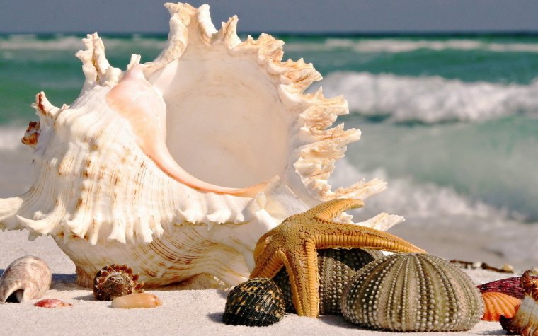 Плитка с ракушками