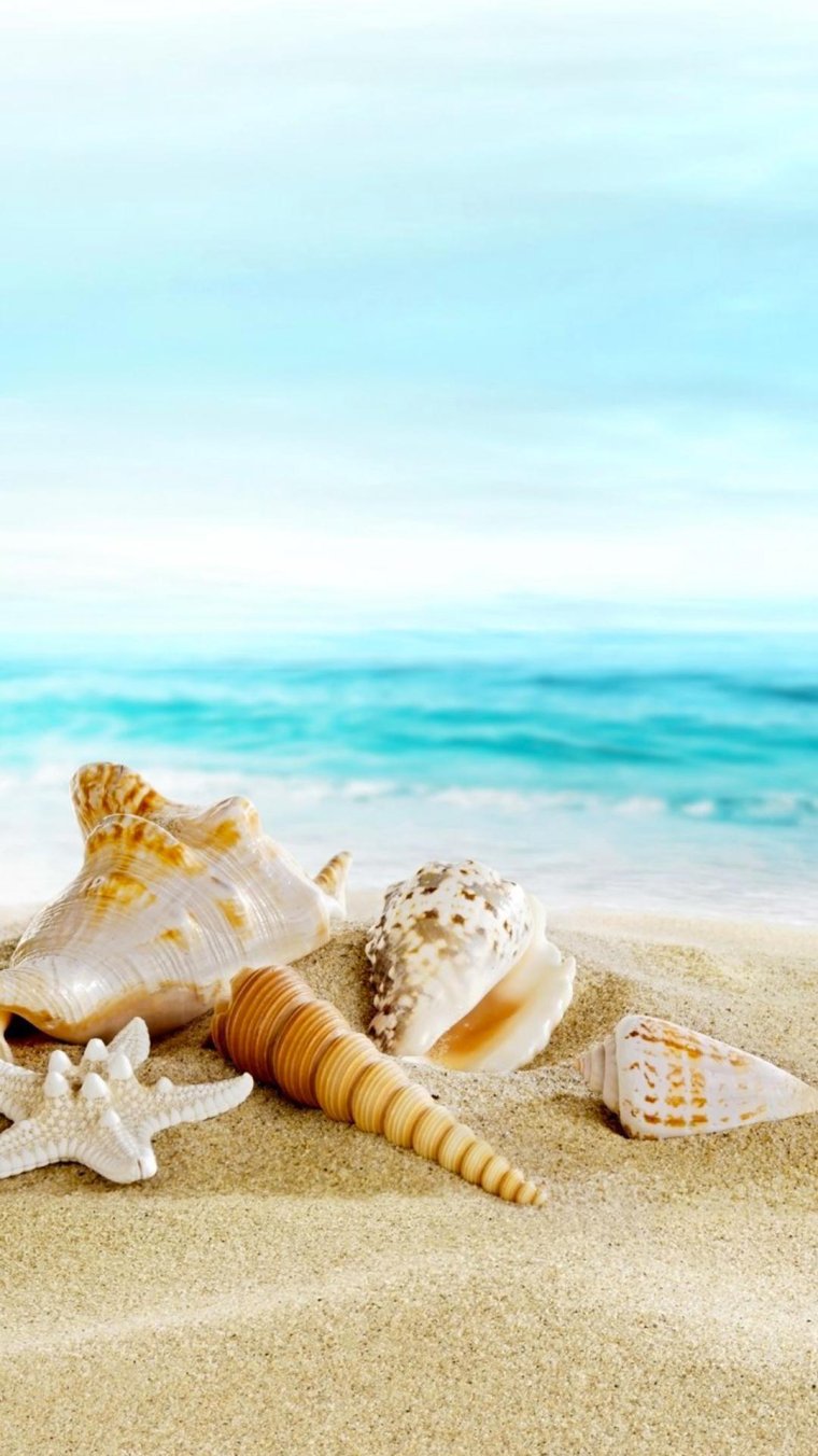 Море ракушки
