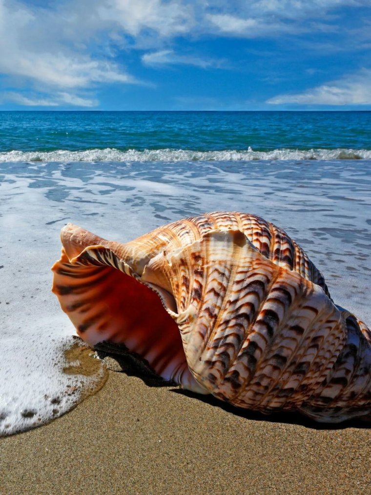 Море ракушки