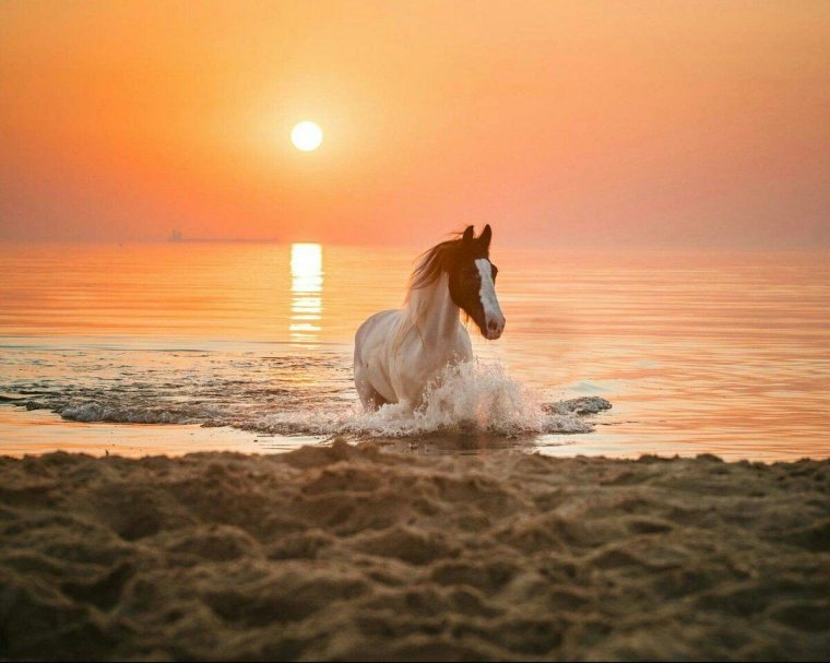 Конь и море