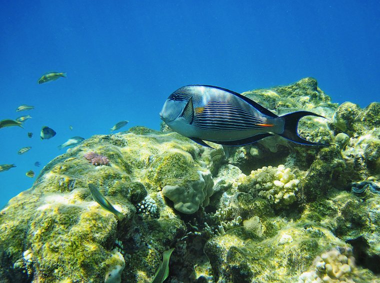 Рыба Баярд красное море