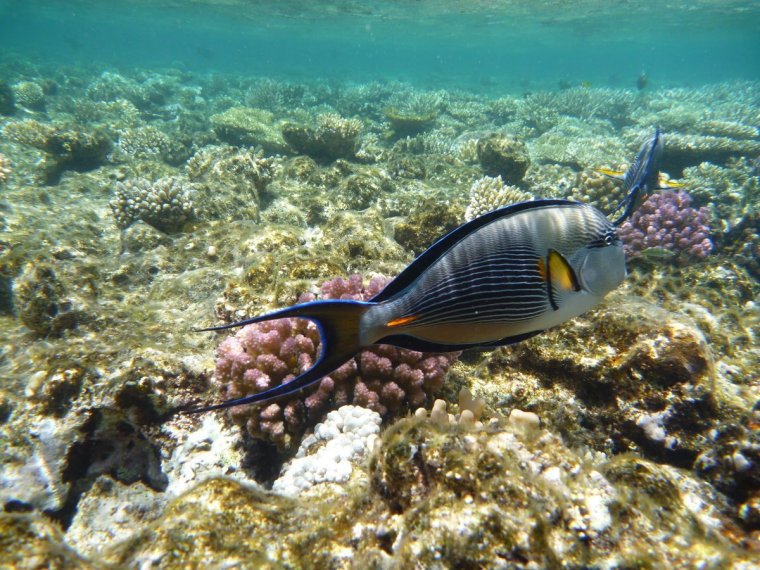 Красное море Египет