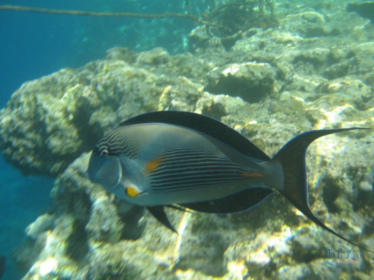 Рыба хирург Шарм Эль Шейх