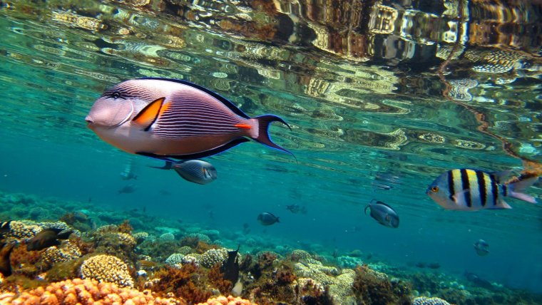 Шарм-Эль-Шейх море