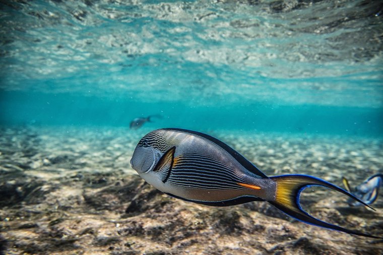 Красное море рыба хирург