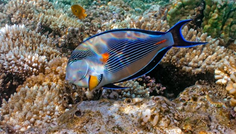 Рыба хирург сохал