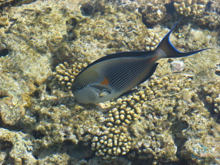 Рыбы в Красном море Шарм-Эль-Шейх каталог