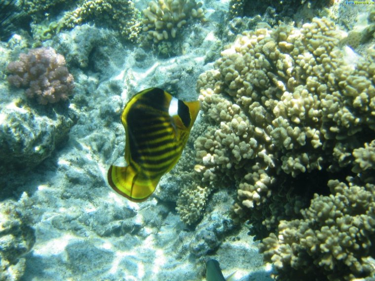 Коралловые рыбы красного моря