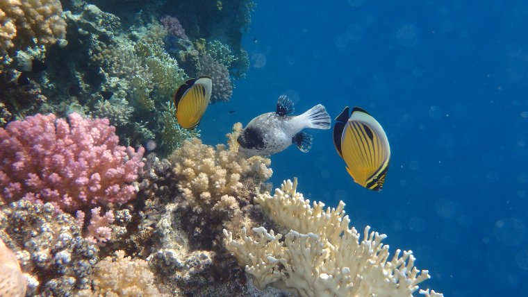 Фотографии рыб красного моря