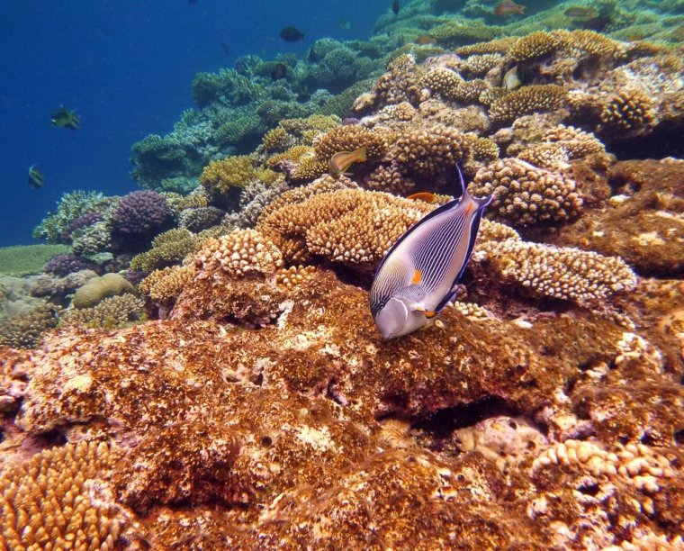 Фауна красного моря