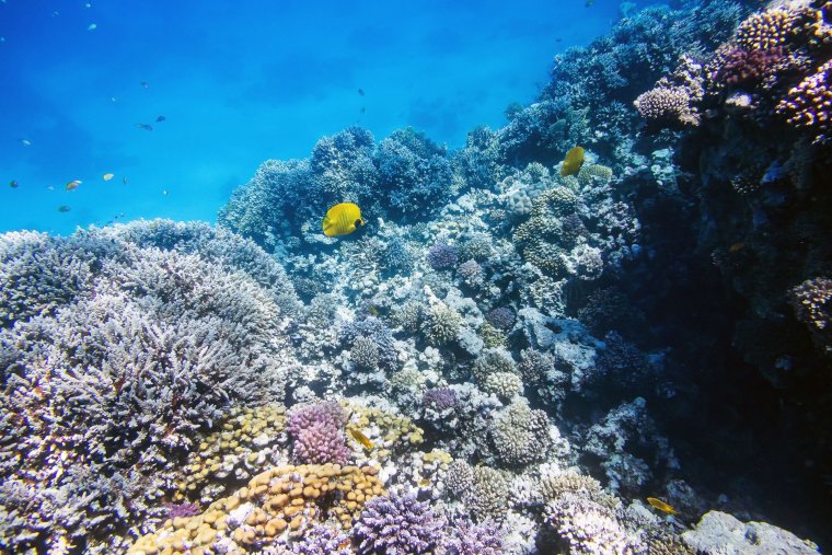 Египет рифы