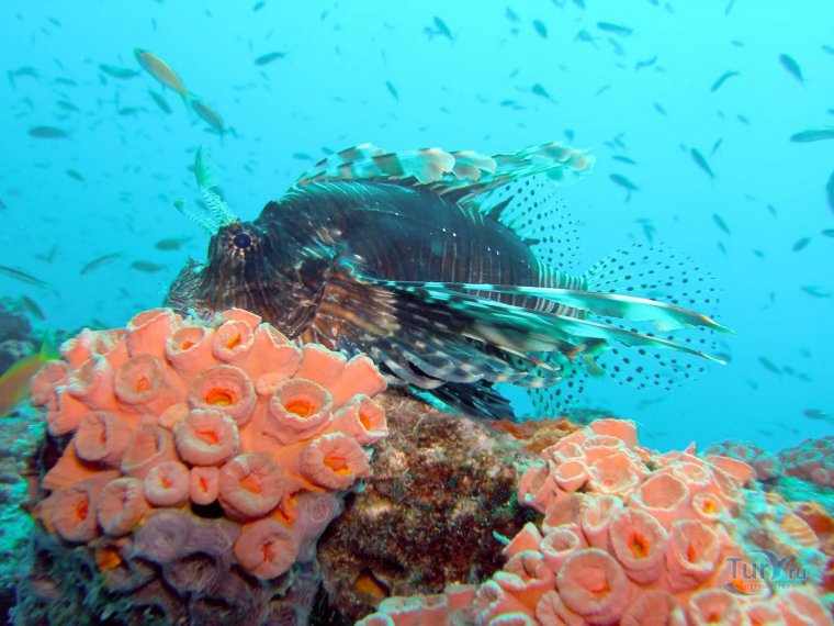 Красное море Шарм-Эль-Шейх