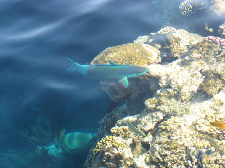 Шаркс Бэй Шарм-Эль-Шейх рыбки