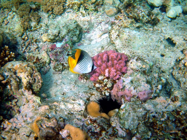 Топорков Анатолий красное море Египта