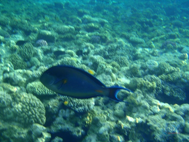 Обитатели красного моря Шарм-Эль-Шейх