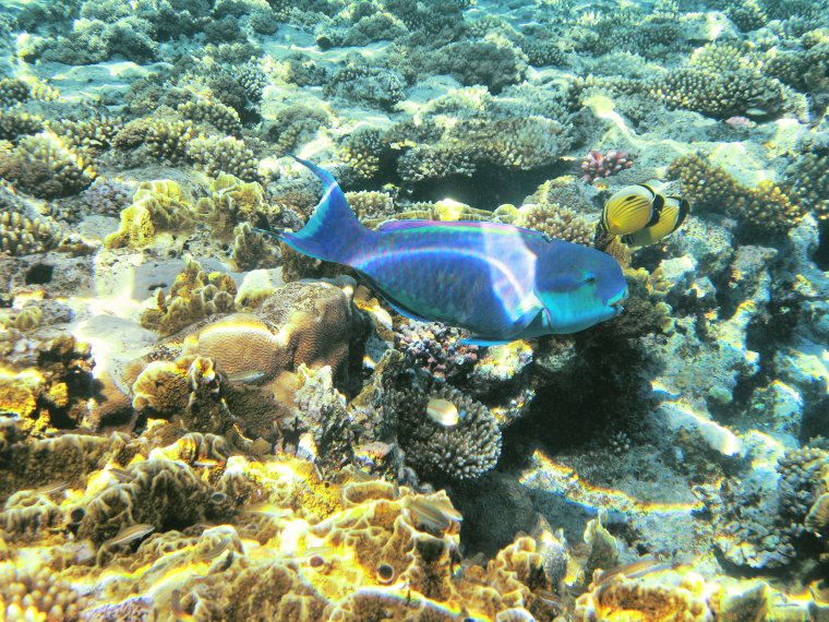 Красное море рыба попугай
