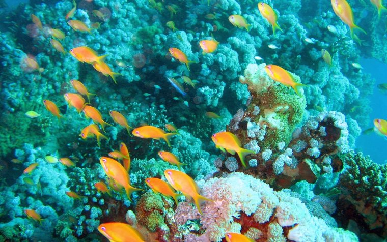 Морское дно вид сверху