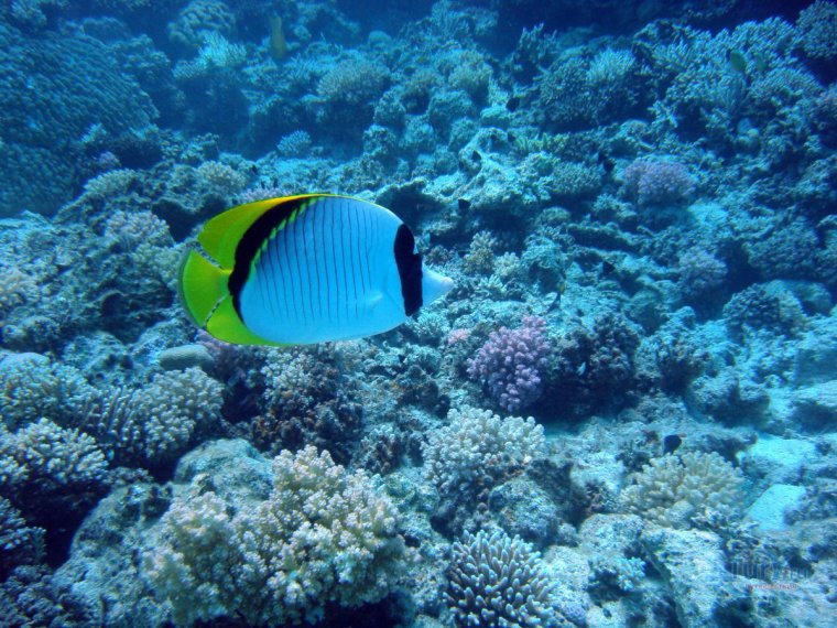 Дайвинг в Красном море с рыбами