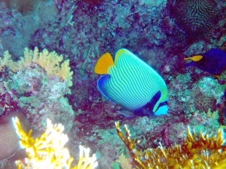 Подводный мир красного моря Египет