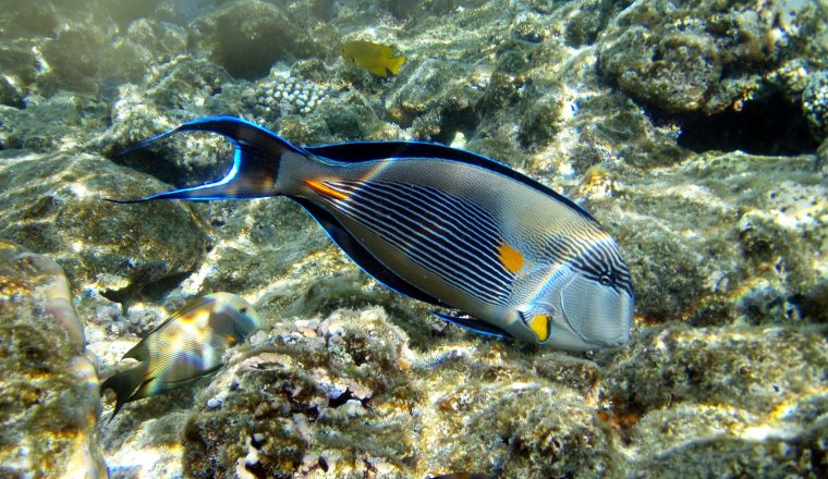 Седлоспинная рыба бабочка