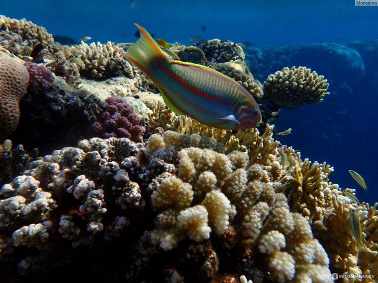 Катраны на красной море