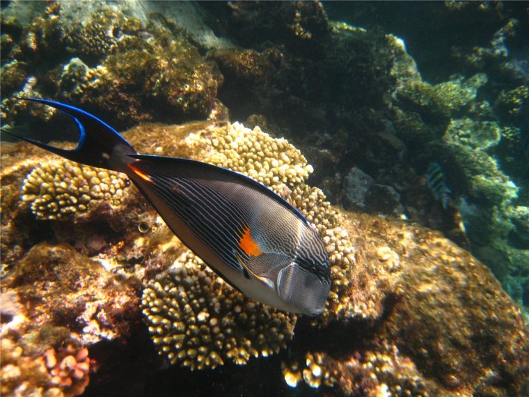 Шарм-Эль-Шейх мурена