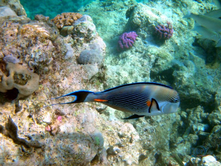 Египет рыбы красного моря