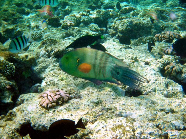 Опасные рыбы красного моря