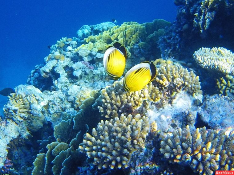 Хургада подводный мир