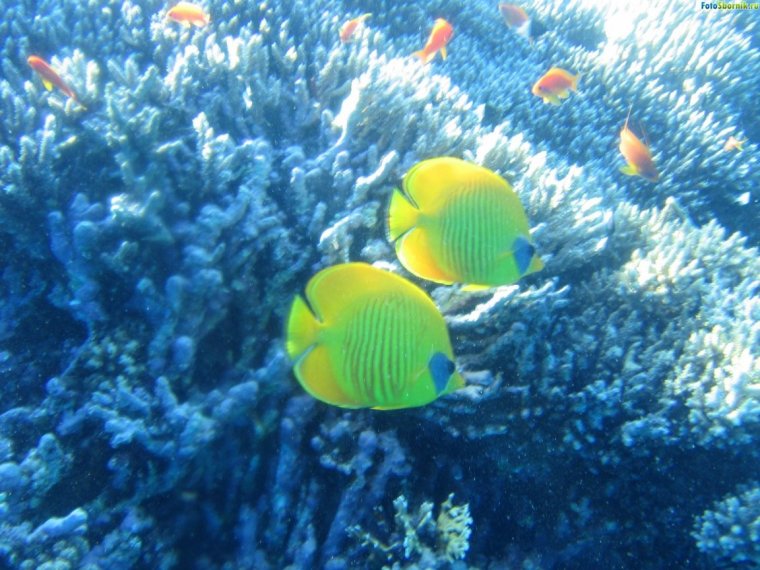 Красное море рыбки кораллы