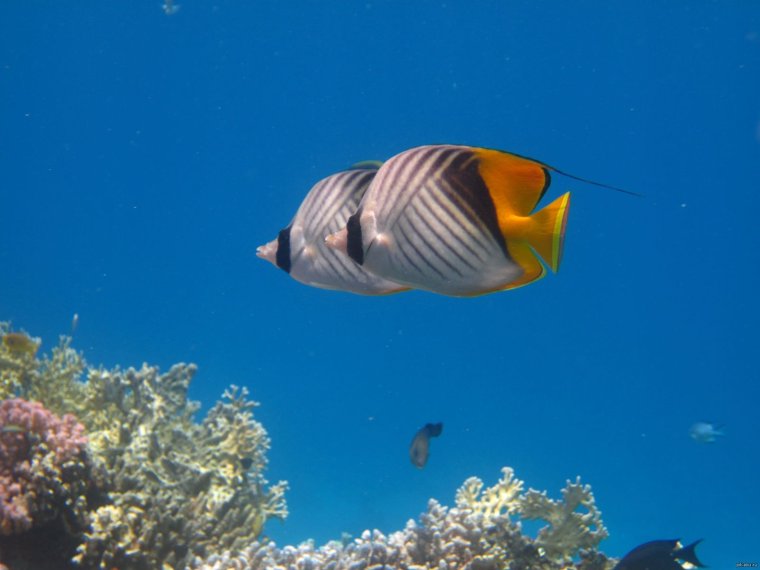 Красное море рыбы бабочки