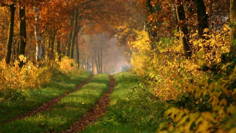 Осень в лесу