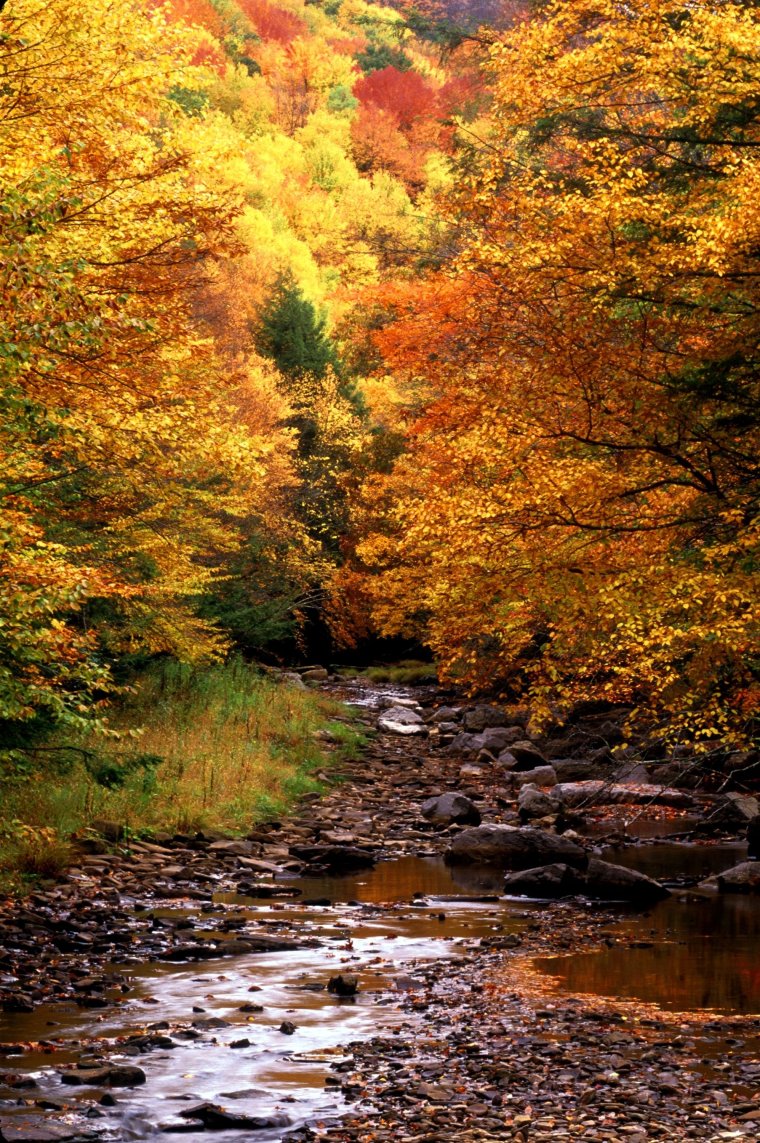 Осень в лесу
