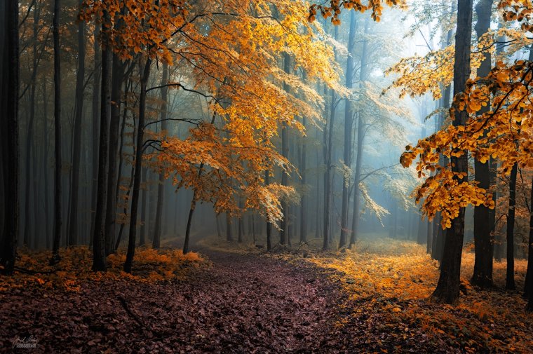 Осень в лесу