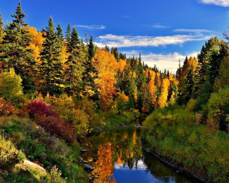 Смешанные леса России