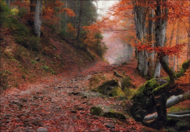 Скандинавский осенний лес